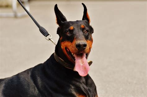 10 Best Doberman Rescues For Adoption: Find Your Dobie