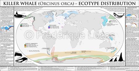 KILLER WHALE ecotypes distribution POSTER by namu-the-orca on DeviantArt