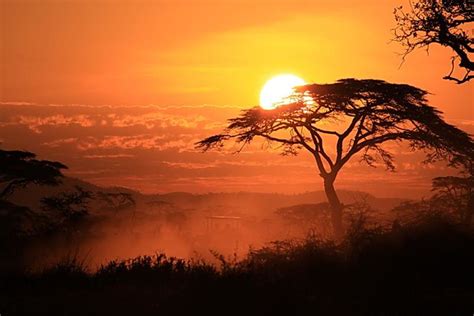 Sunset on the Serengeti | Sunset through an umbrella acacia … | Flickr