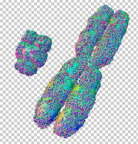 X Chromosome XY Sex-determination System Y Chromosome PNG, Clipart, Biology, Brush Effect, Dna ...