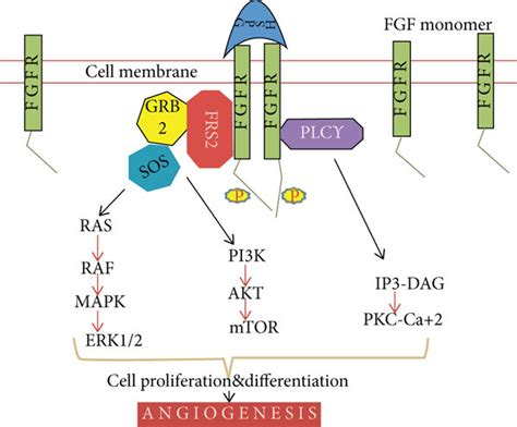 Fibroblast growth factor signaling pathway. GBR: growth factor... | Download Scientific Diagram