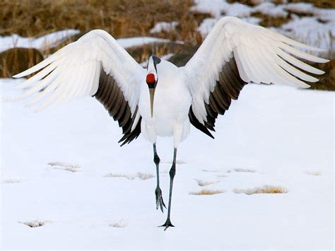 Susan Carnahan - Crane Majesty I, Red-Crowned Crane, Akan Crane Center, Hokkaido, | Beautiful ...