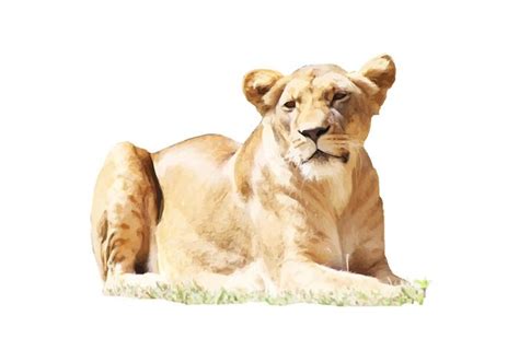 Female Lion Vector