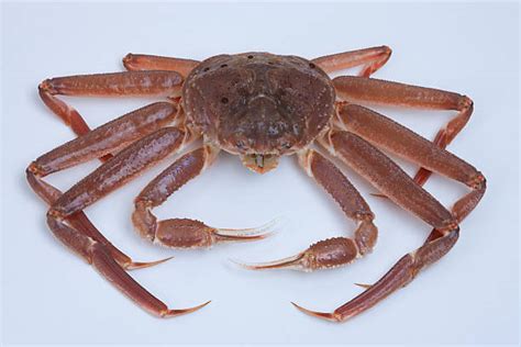 Snow Crab Pictures, Images and Stock Photos - iStock