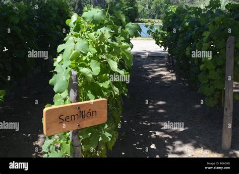 Concha y Toro winery, near Santiago, Chile Stock Photo - Alamy