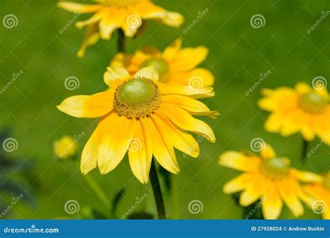 Anthemis tinctoria stock photo. Image of lone, outstanding - 27928024