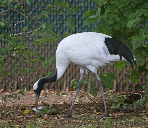 Pictures and information on Red-crowned Crane