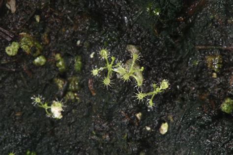 Drosera Capensis Seedling