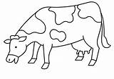 Coloring Sapi Mewarnai Krowa Gambar Kuh Vacas Vaca Kolorowanki Cows  sketch template