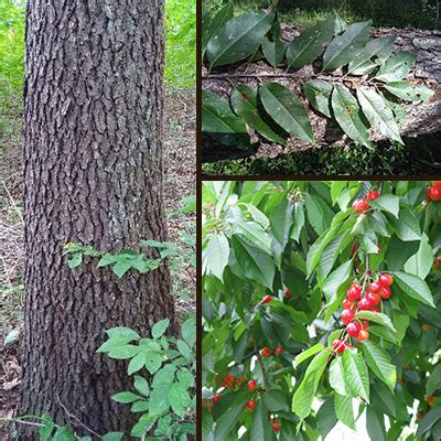 Black Cherry - Learn How to Identify A Black Cherry Tree in Indiana