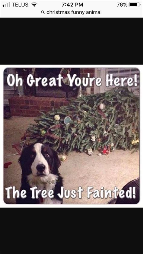 20 Animal Memes - FunnyFoto - Page 6 | Funny christmas pictures ...