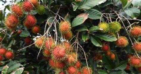 Anim Agriculture Technology: NEW RAMBUTAN VARIETY IN MALAYSIA