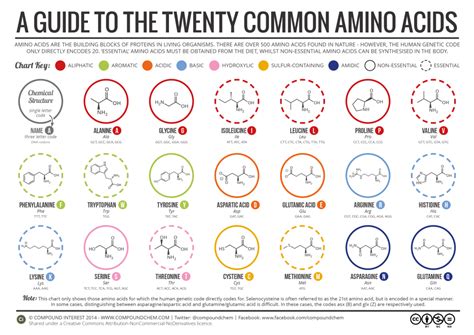 Amino Acids Guide | A Beginner's Guide To Amino Acids | RunThaCity