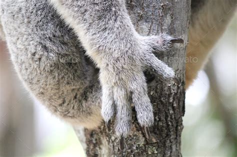 Australian koala paw and claws Stock Photo by iheartcreative | PhotoDune