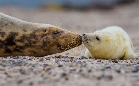 Gray Seals Photo Trip 2 – Holger Wagner