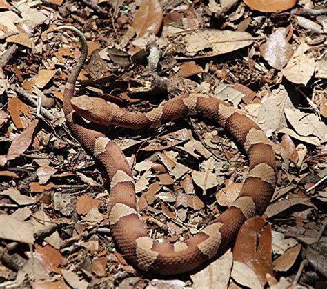 North Texas family may flee ranch after venomous copperhead snake ...