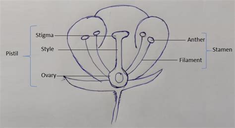 How to treat brinjal flower pollination issue: 4 Best Methods ...