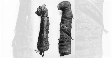 Scientists Recreate 3D Images of Mummified Animals | Science Times