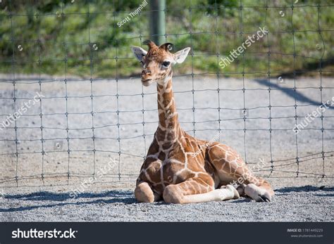 Baby Giraffe Zoo Stock Photo (Edit Now) 1781449229