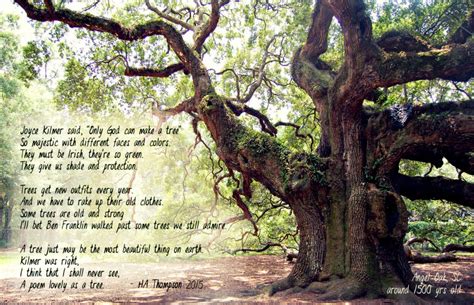 the oak tree poem author - Dollie Herrick