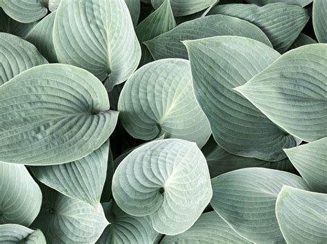 Pastel Plants With Pretty, Pale Foliage