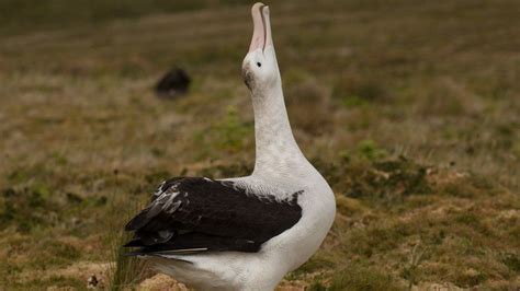 The giant albatross endangered by monster mice - BBC News