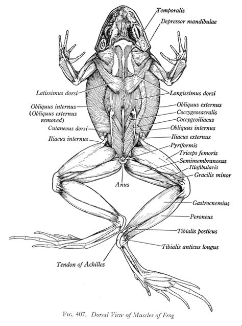 frog bio cards at Alexander W. Dreyfoos School Of The Arts - StudyBlue