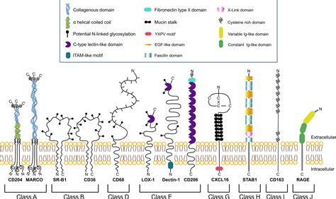 Frontiers | Macrophage scavenger receptors: Tumor support and tumor inhibition