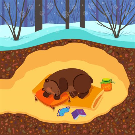 Hibernating Bear Drawing Illustrations, Royalty-Free Vector Graphics ...