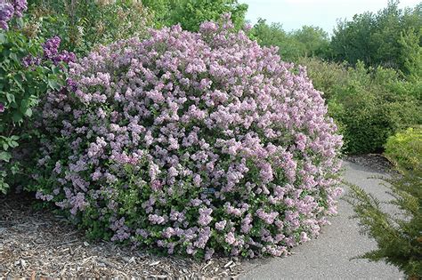 Dwarf Korean Lilac (Syringa meyeri 'Palibin') in Edmonton St Albert Sherwood Park Stony Plain ...