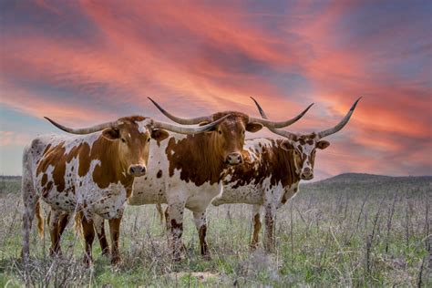 Longhorn Cows Wallpapers - Wallpaper Cave