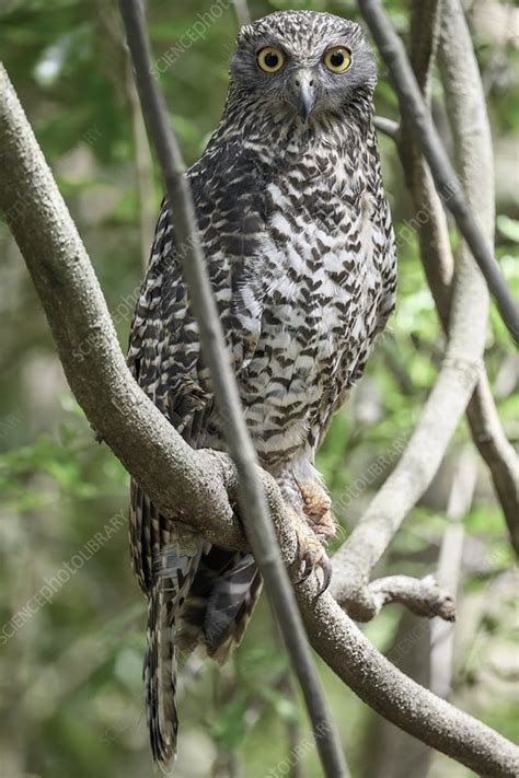 Powerful owl, Brisbane, Australia - Stock Image - C048/6222 - Science Photo Library