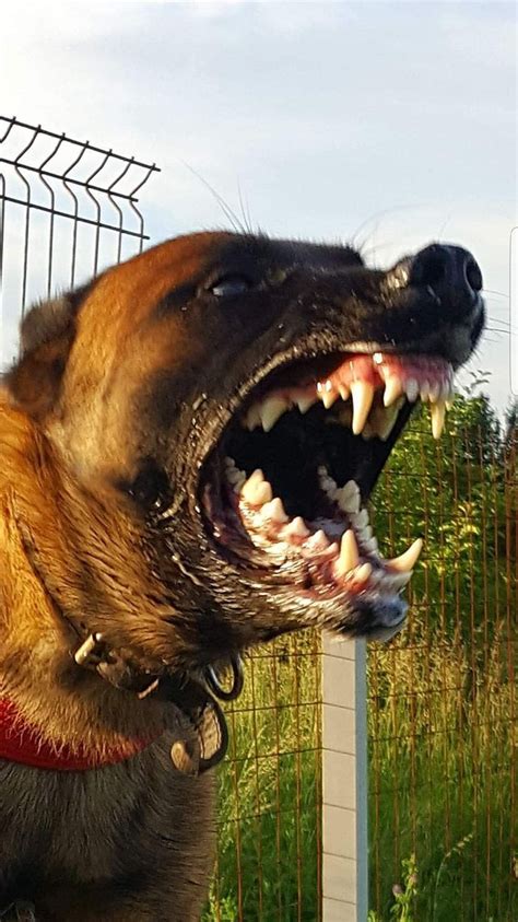 𝐩𝐢𝐧𝐭𝐞𝐫𝐞𝐬𝐭: 𝐬𝐚𝐝𝐭𝐞𝐫𝐦𝐬 | Scary dogs, Kangal dog, Malinois dog