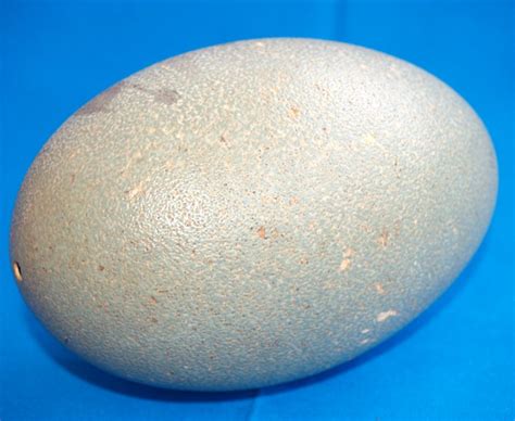 Cassowary Egg - Casuarius casuarius - 15x 10cm - Catawiki