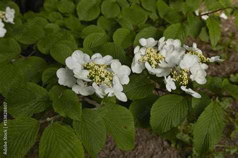 Viburnum plicatum Stock Photo | Adobe Stock