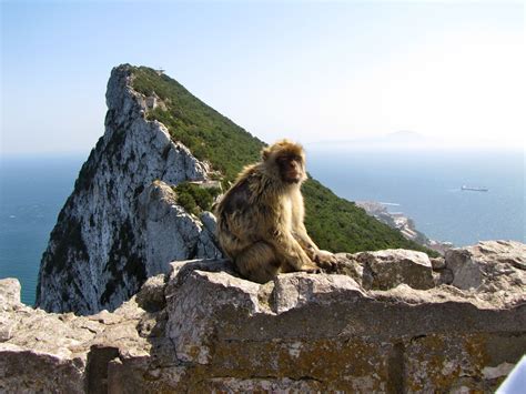 Rock of Gibraltar. The Rock of Gibraltar is home to some Barbary ...