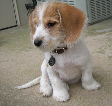 Yorkie And Beagle Mix | Dog Beagles