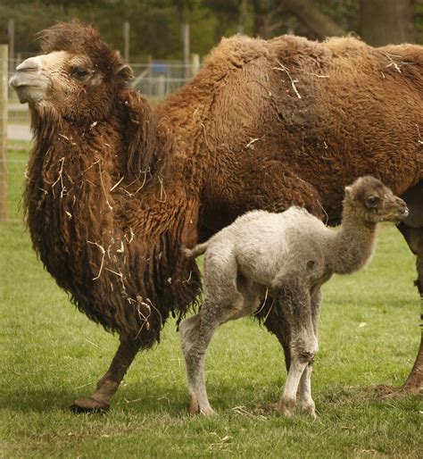 Interesting Bactrian Camel Facts For Kids | Savvy Leo