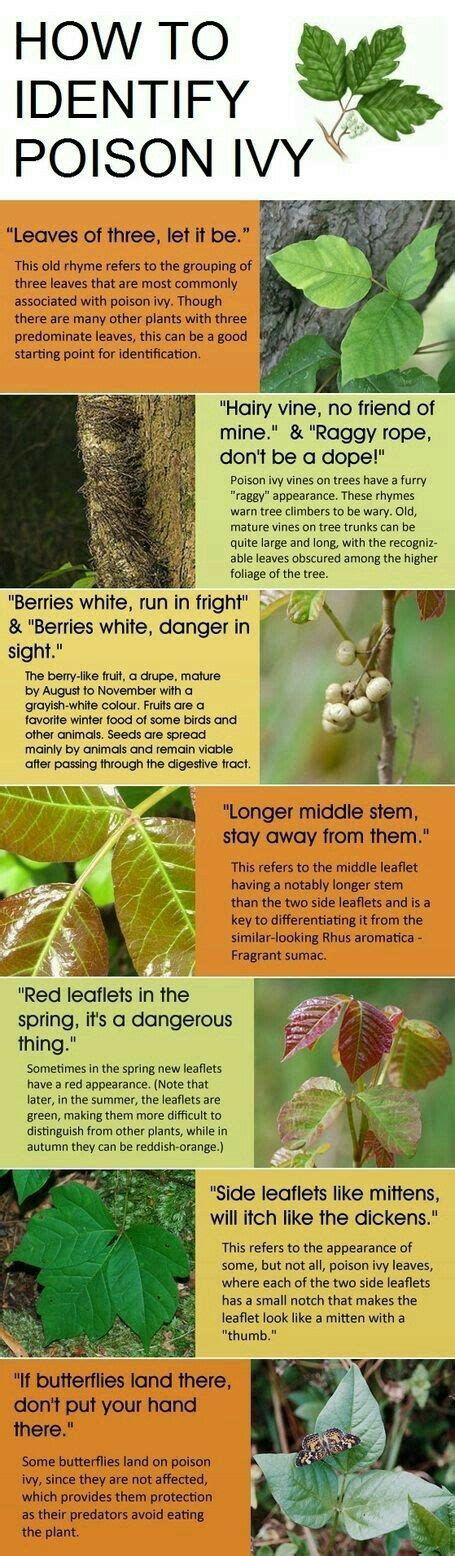 Poison Ivy Identification Chart