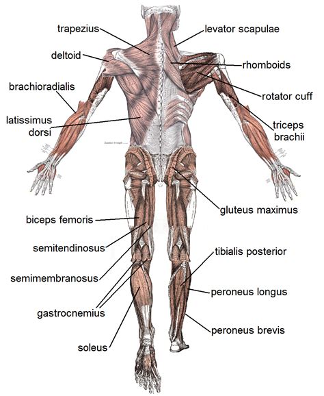 Human Anatomy Posterior 032212» Vector Clip Art - Free Clip Art Images