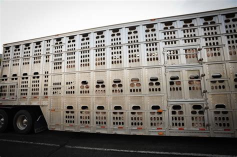 Hypocrisy on the Highway: Where Are Those Animal Transport Trucks Heading and Why Don't We Talk ...