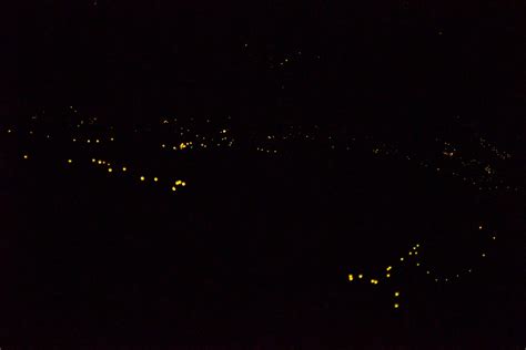 Fireflies - Congaree National Park (U.S. National Park Service)