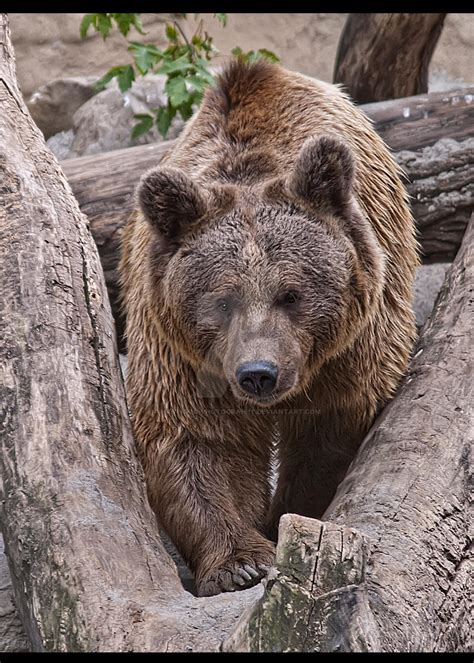 Syrian Brown Bear 334-12s by Haywood-Photography on DeviantArt