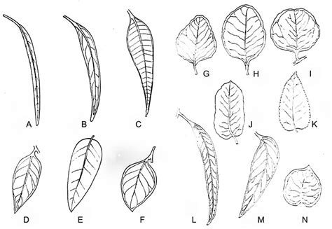 -Leaf shape: A = linear; B = narrow lanceolate; C = lanceolate; D ...