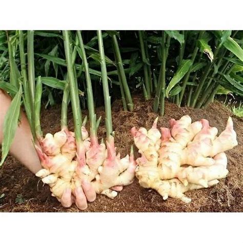 Ginger Seeds - Wholesale Price & Mandi Rate for Ginger Plant Seeds in India