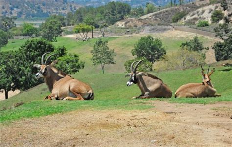 Roan Antelope: A Comprehensive Profile - Zoo Guide