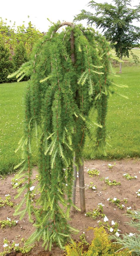 Larix decidua ‘Pendula’ | Backyard trees, Dwarf trees for landscaping, Planting flowers