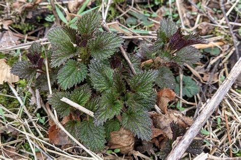 Stinging Nettle Fertilizer Tea - Free Organic Fertilizer Made From Weeds