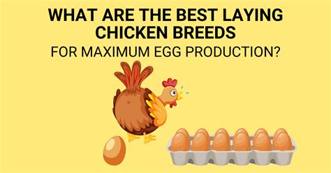 Best Laying Chicken Breeds: The Lowdown On High Egg Production