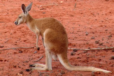 Red Kangaroo Facts For Kids & Adults: Pictures, Information & Video